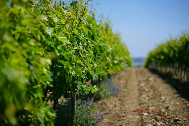 vini della Sicilia