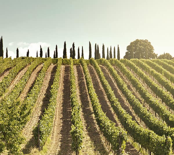 Rosso e Brunello di Montalcino